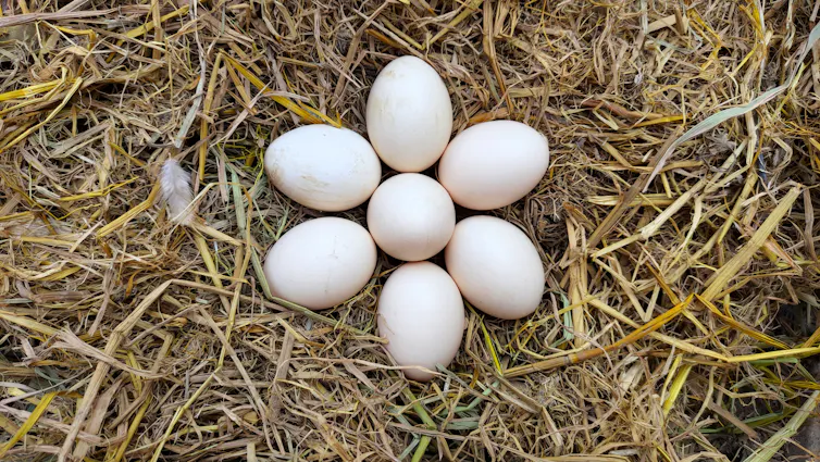 eggs on straw