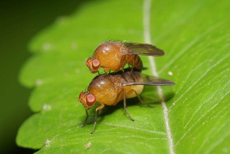 two flies mating on a leaf