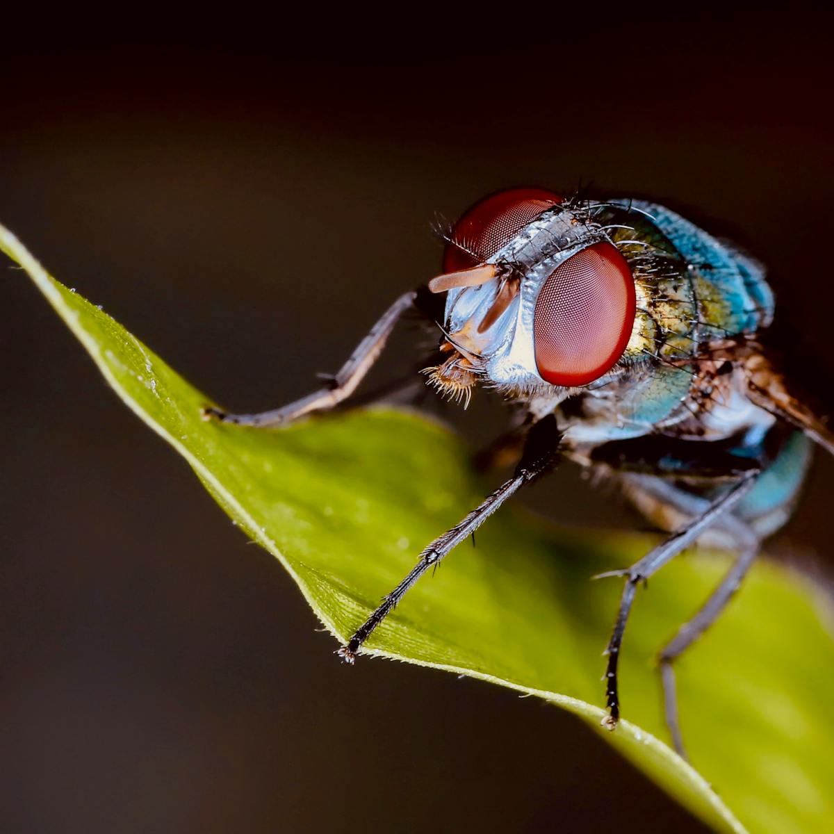Fly infertility shows we're underestimating how badly climate change harms  animals