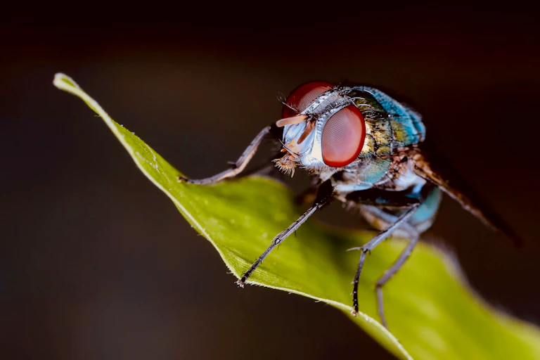 fly on a leaf