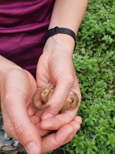A view of someone holding a dormouse.