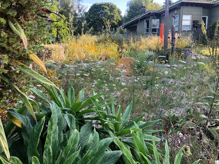 Wildflowers grow in a field