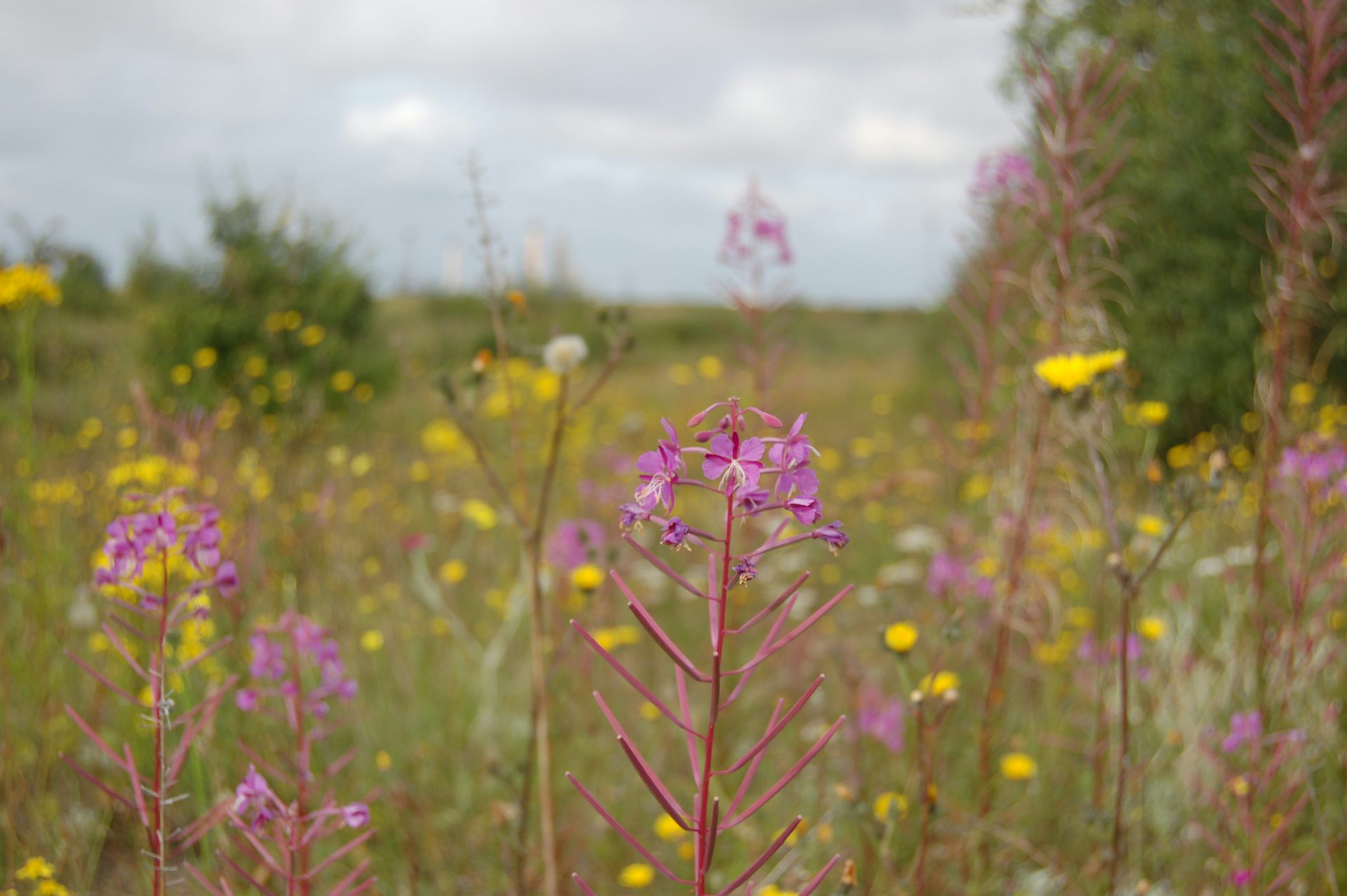 Wildflowers grow in a field