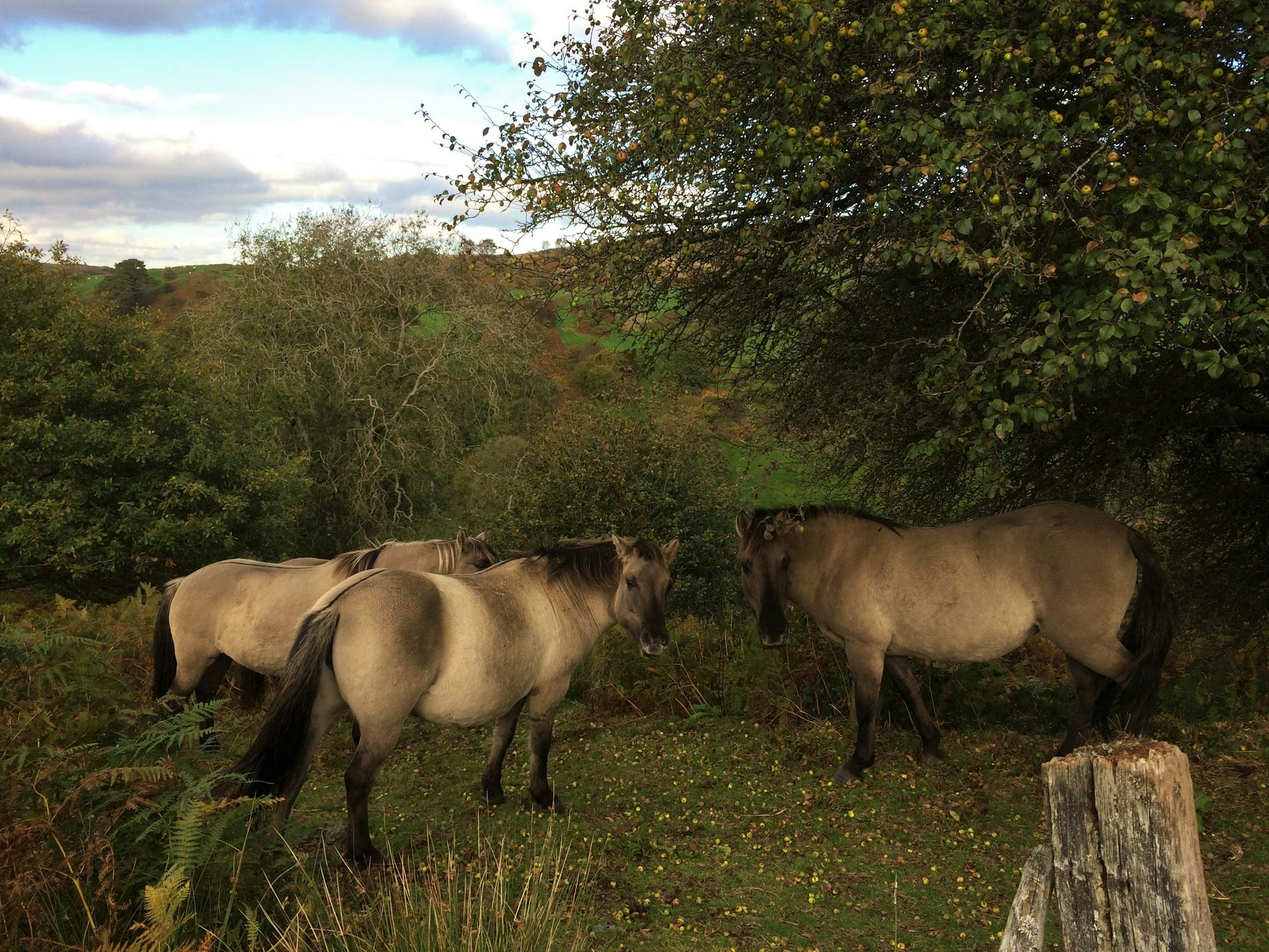 Three wild horses in a clearing.