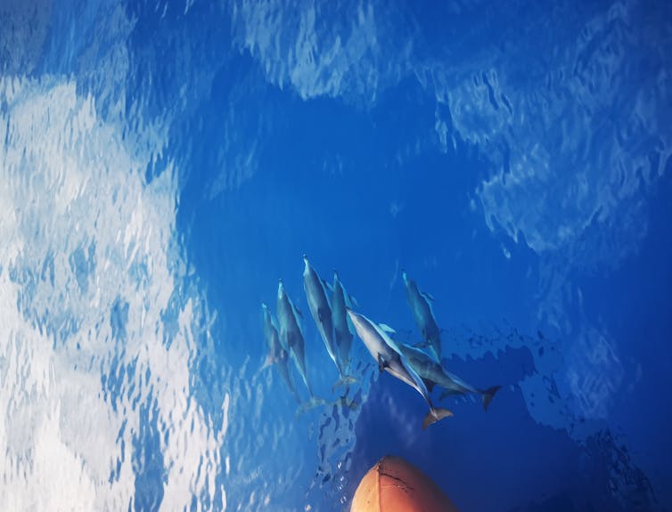 ocean dolphins