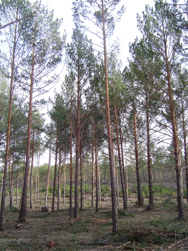 Pinos de la especie Pinus sylvestris