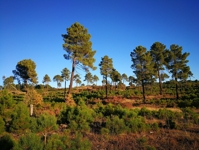 Pinos separados y matorrales
