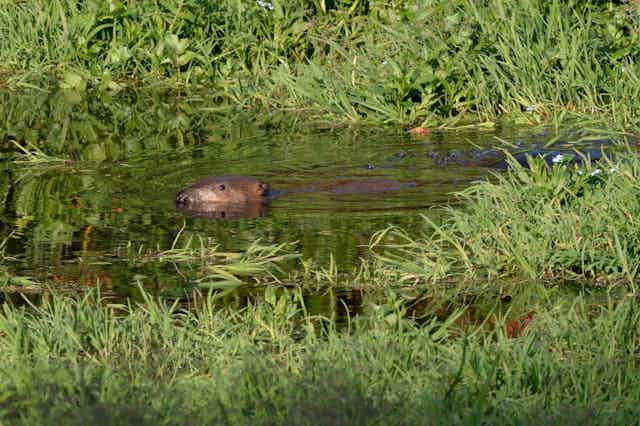 A beaver swimming at the surface of a wetland pond.