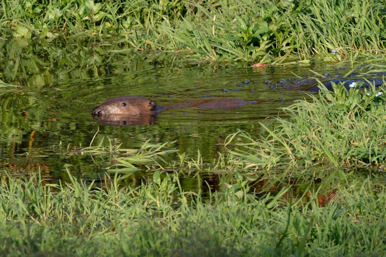 A beaver swimming at the surface of a wetland pond.