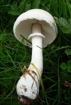 Why are some mushrooms poisonous?