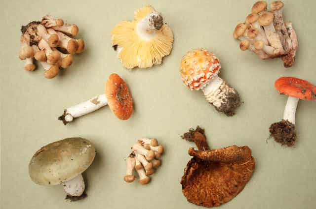 A collection of poisonous and edible mushrooms.
