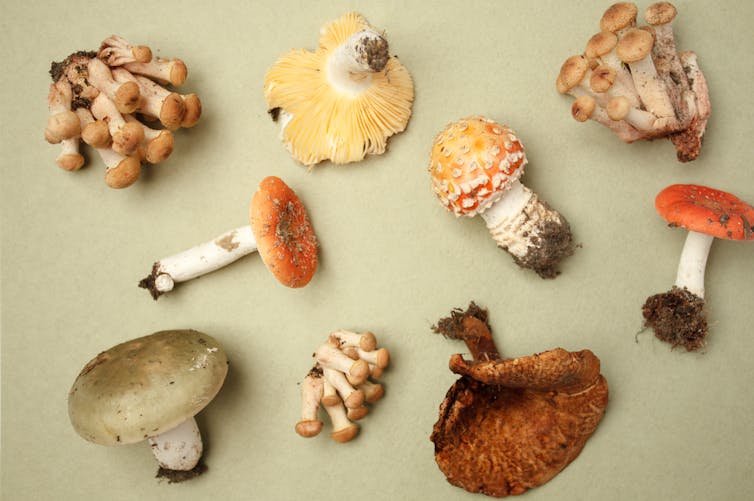 Why are some mushrooms poisonous?