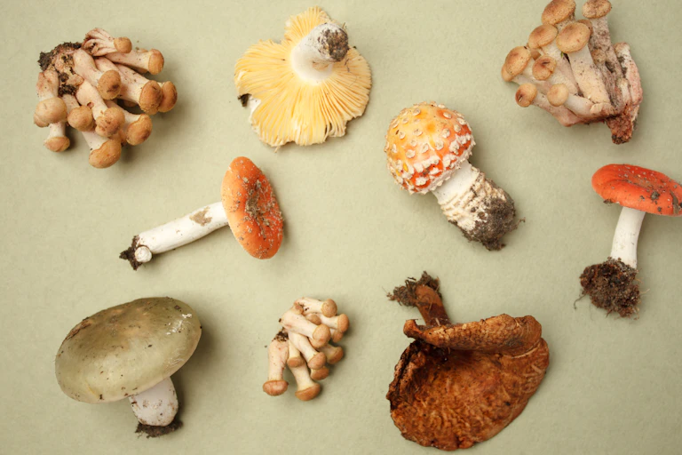 A collection of poisonous and edible mushrooms.