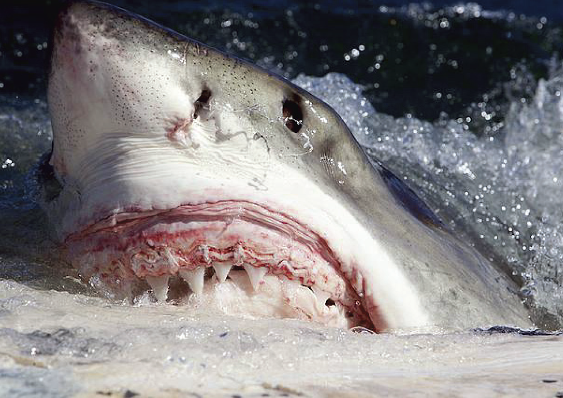 Eight ways to try to avoid shark attacks (they might not all work)