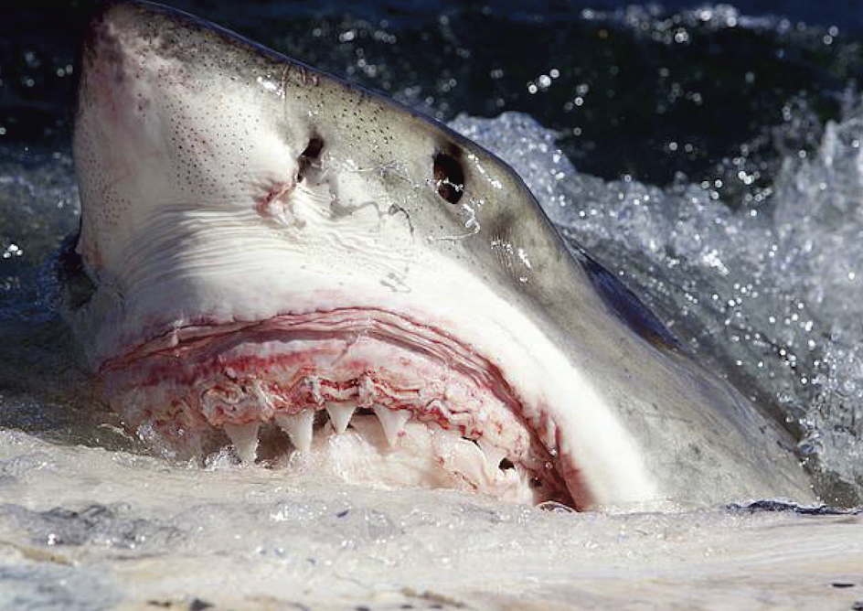 Scary shark. Большая белая акула (Carcharodon carcharias). Белая акула людоед кархародон. Акула белая, акула-людоед, кархародон. Акула людоед в чёрном море.