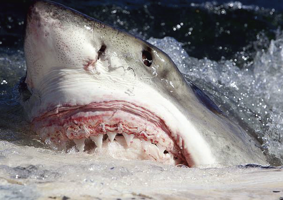 Eight ways to try to avoid shark attacks (they might not all work)