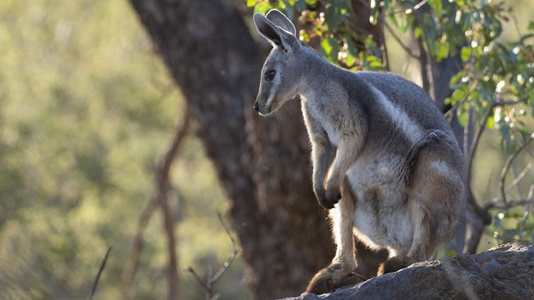 yellow footed rock wallaby