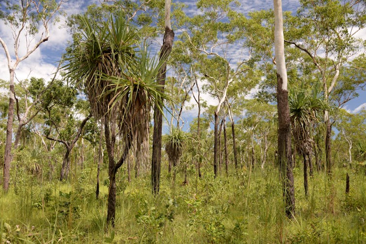 Australia's threatened species plan sends in the ambulances but ignores glaring dangers