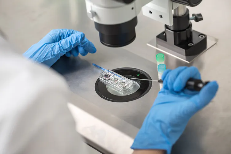 Lab technician performs IVF.