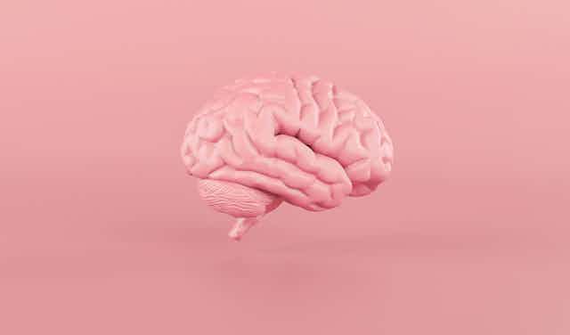 A model of the human brain against a pink background