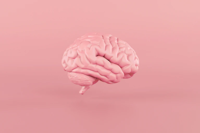 A model of the human brain against a pink background