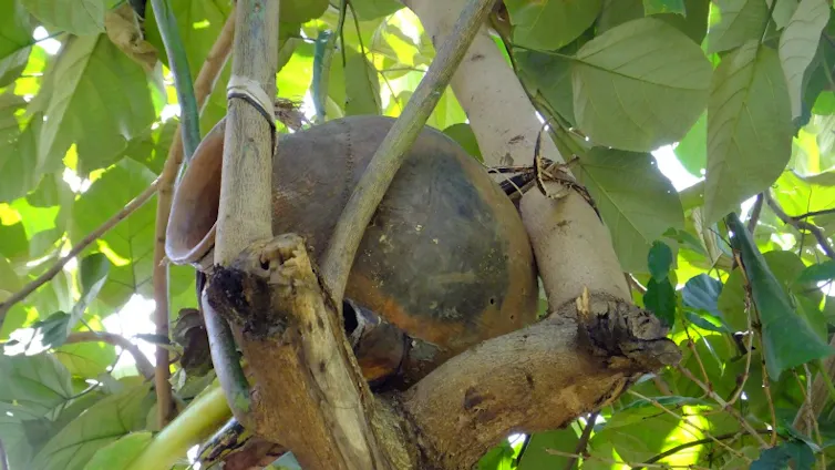 Honey bee pot