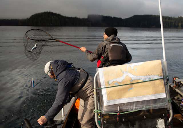 Two scientists sample salmon from the west coast of vancouver island. 