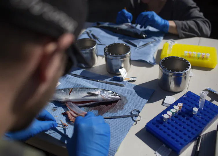 Salmon on a laboratory table.