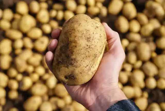 Six Raisons Pour Lesquelles Les Pommes De Terre Sont Bonnes Pour La Sante Six Raisons Pour Lesquelles Les Pommes De Terre Sont Bonnes Pour La Sante