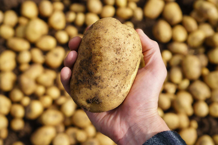 Une main tient une pomme de terre.