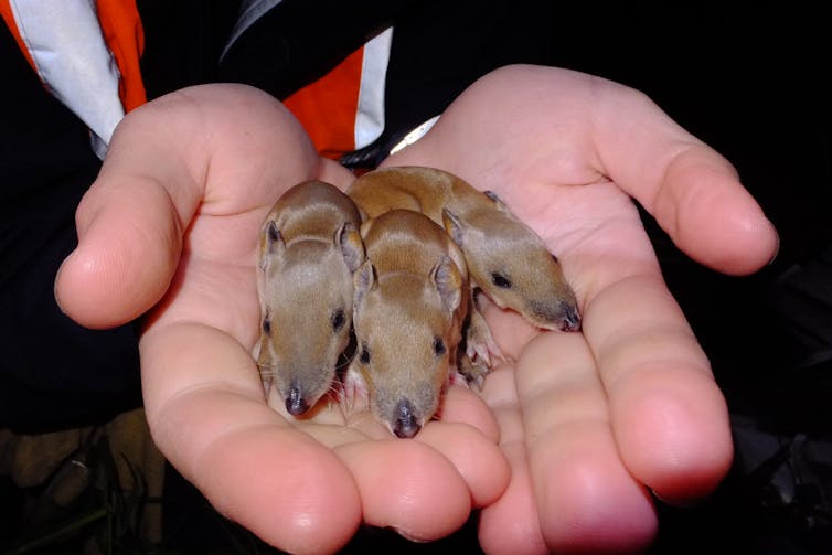 Australia's threatened species plan sends in the ambulances but ignores glaring dangers