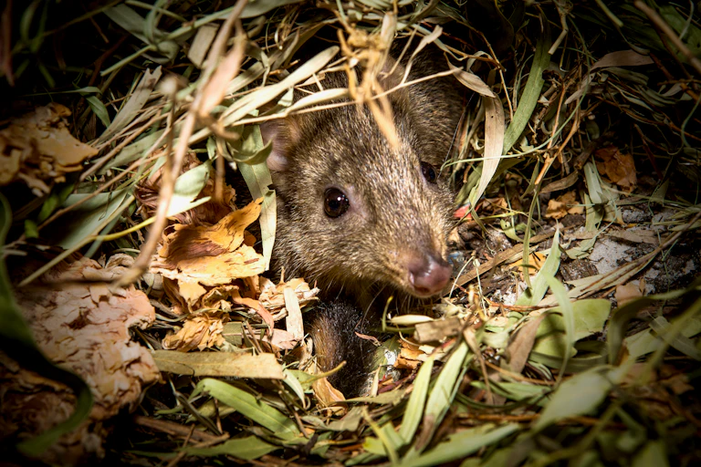 bettong
