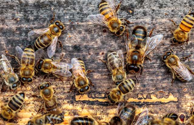 Drone honeybees on a piece of wood.