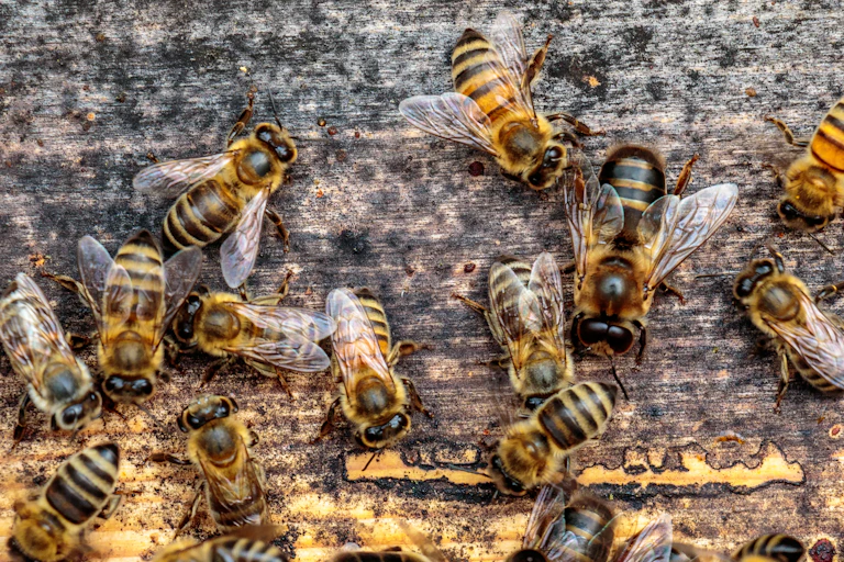 Drone honeybees on a piece of wood.