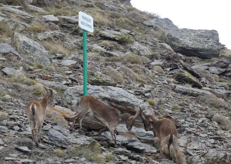 Cabras montés