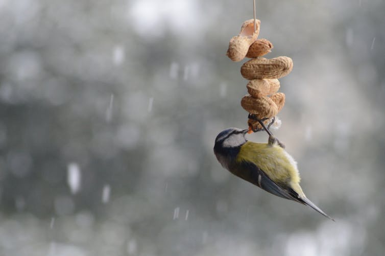 A blue tit clinging to a hanging string of peanuts.