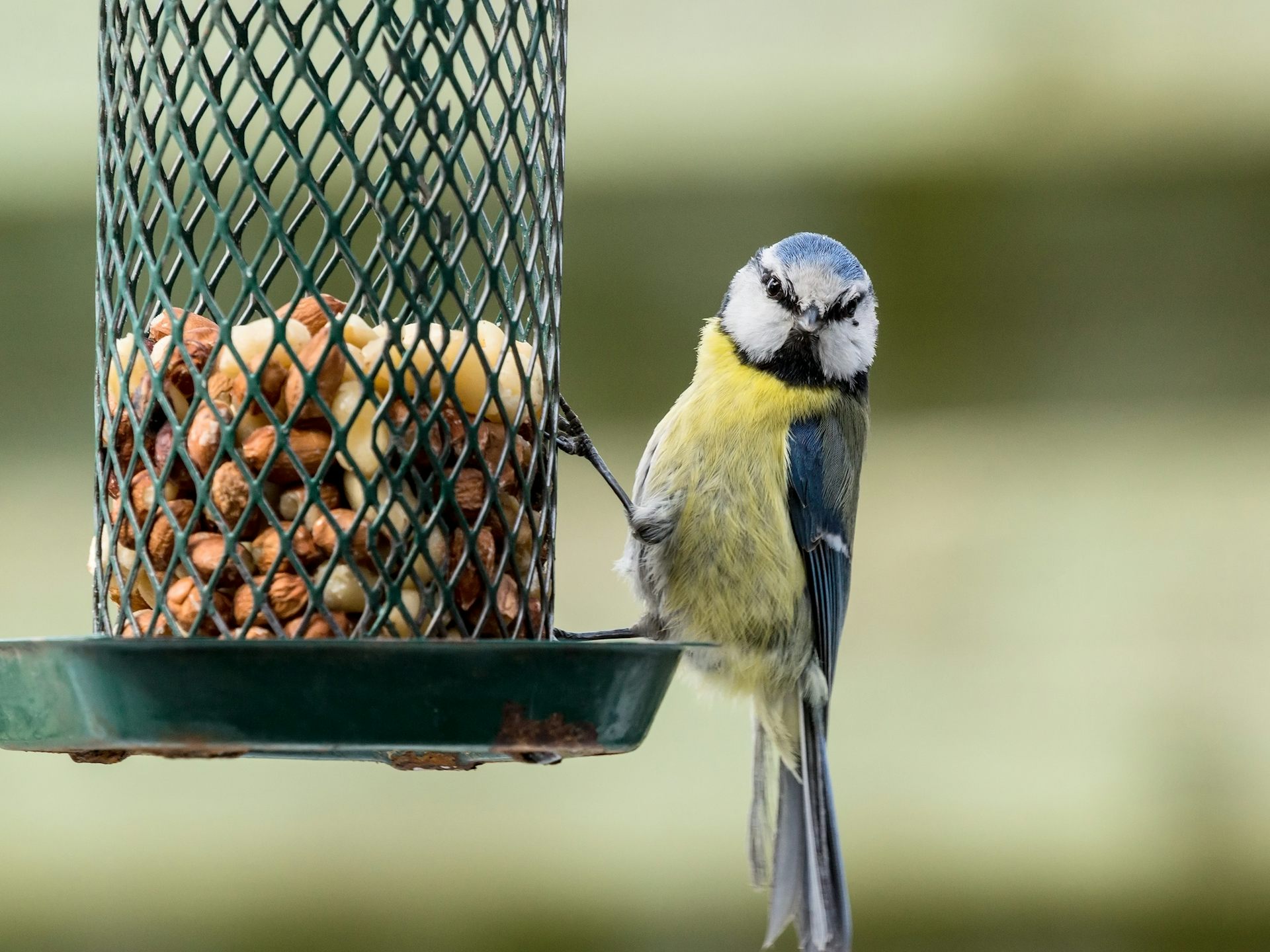 best bird seed for blue tits