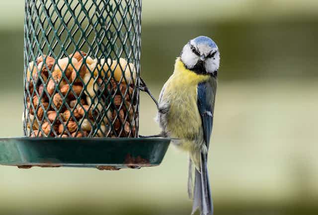 A blue tit clinging to a green bird feeder filled with nuts.