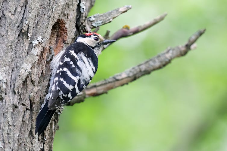 A black and white woodpecker with red marking on head clinging to tree bark.