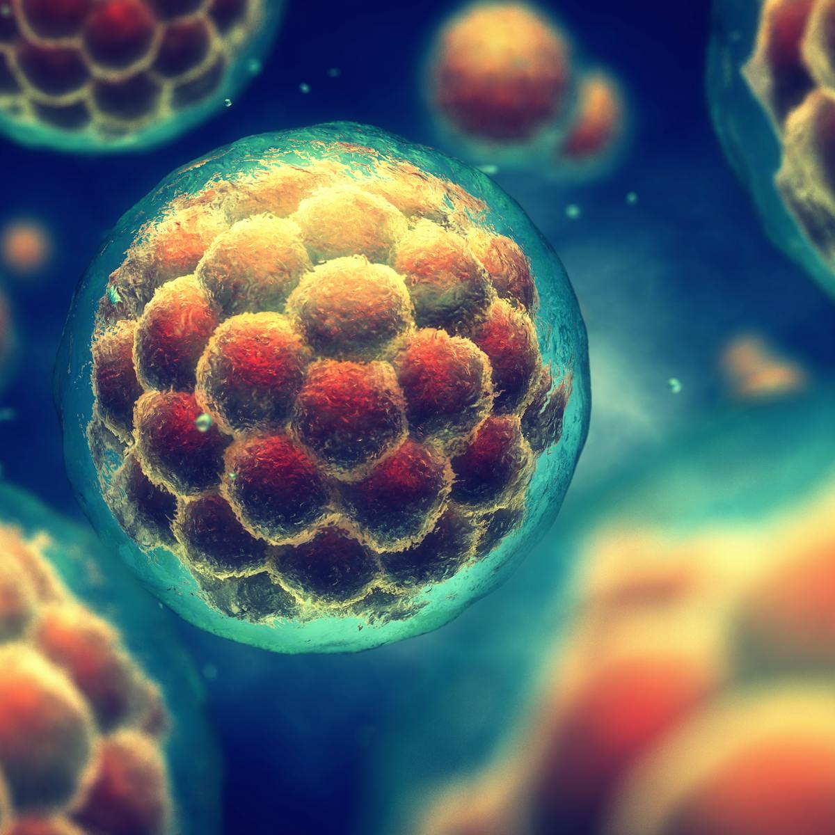 Growing human embryos in the lab and why scientists just tweaked the rules – podcast