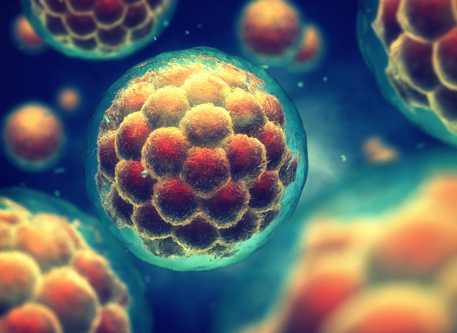 Growing human embryos in the lab and why scientists just tweaked the rules – podcast