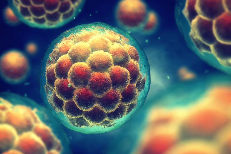 3D illustration of an early stage human embryo