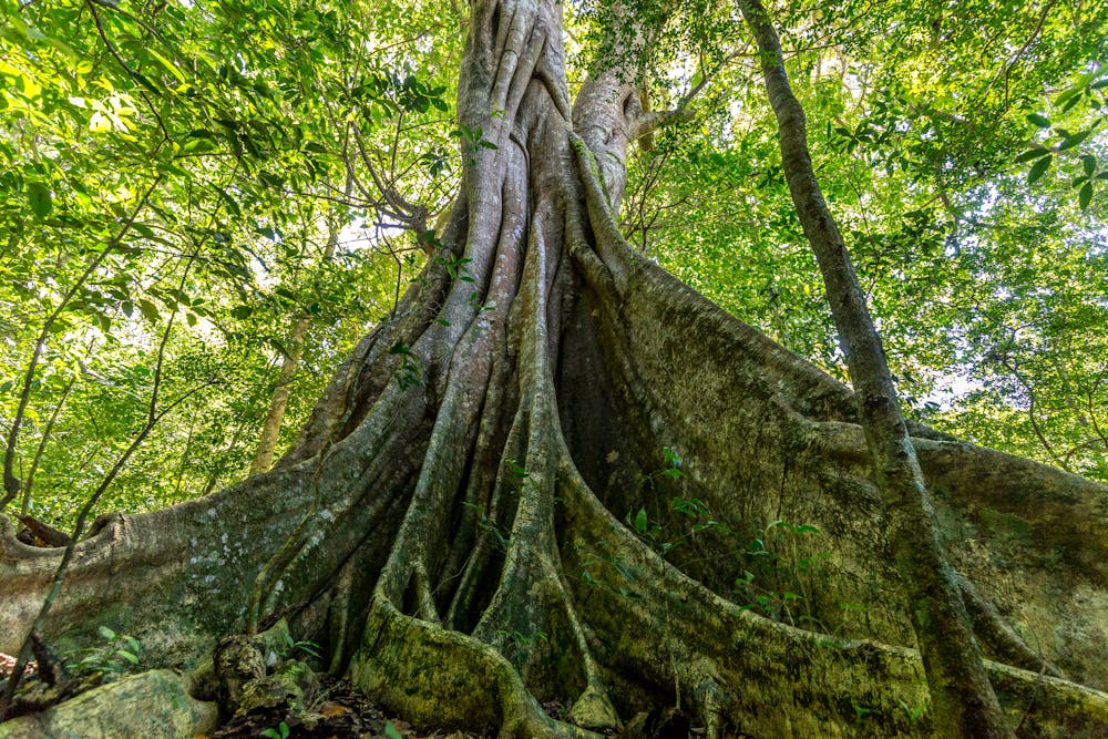 What would happen to the climate if we reforested the entire tropics?