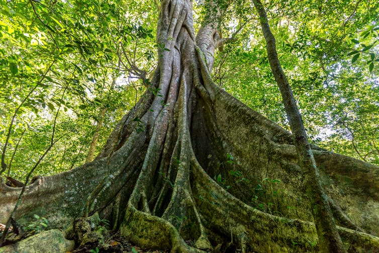 Large tree root in tropical forest
