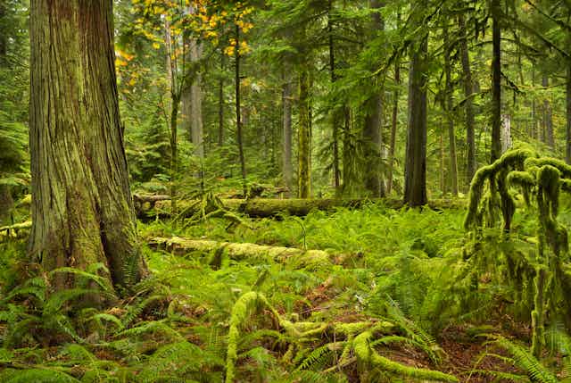 Moss covered trees in a forest in British Columbia