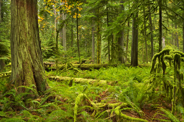 Moss covered trees in a forest in British Columbia