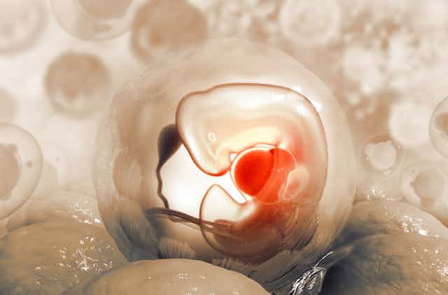 3d illustration of a human embryo