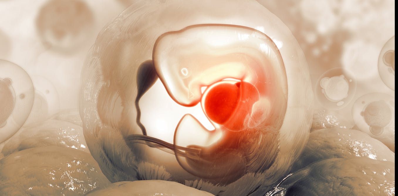 Stem cell research community drops 14-day limit on human embryo research