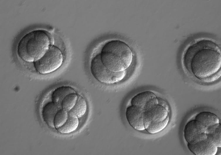 Human embryos