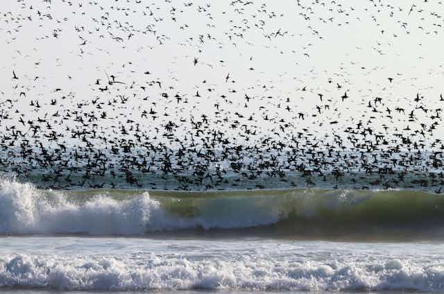 seabirds fly over breaking waves